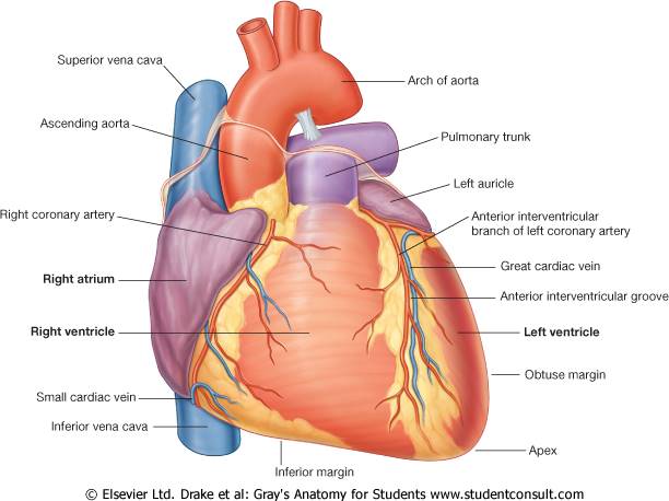 anatomy of circulatory system