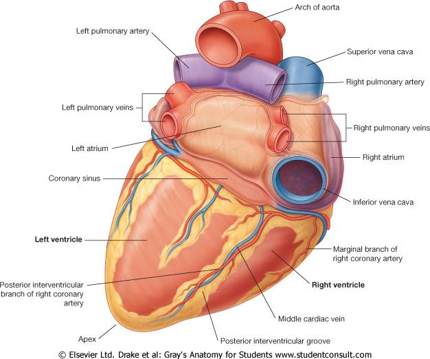 anatomy of circulatory system